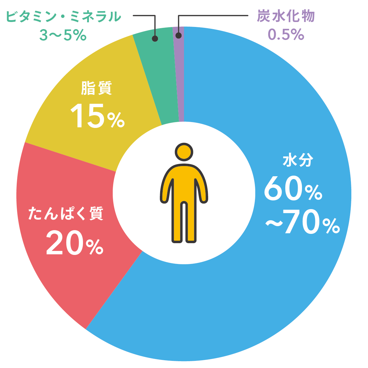 カラダの水分と栄養素の割合